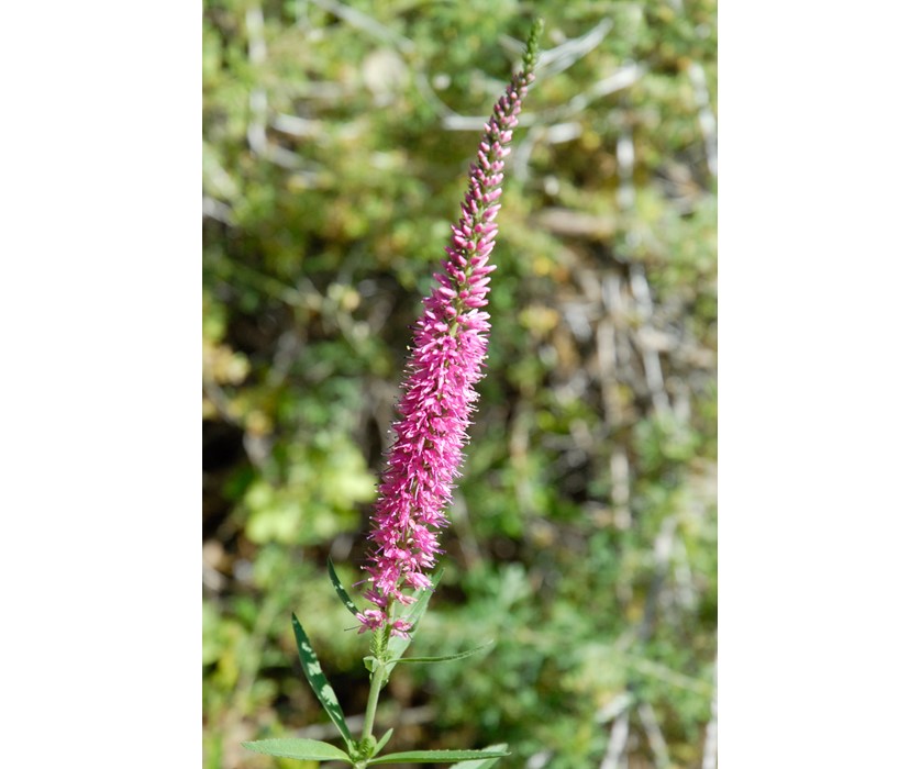 Red Fox Speedwell